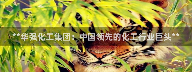 球盟会官方网入口