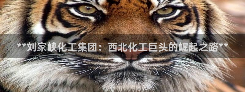 球盟会能提现吗