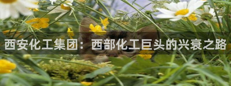 球盟会官方