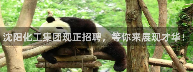 球盟会入口